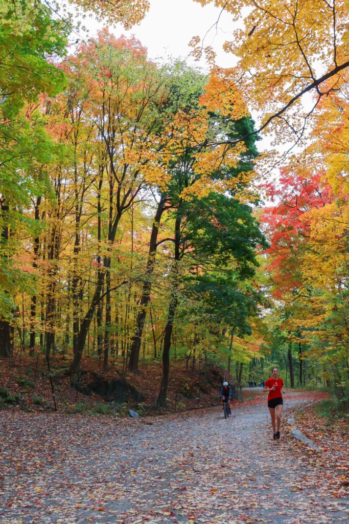 The fall colors of the trees in Mont-Royal surrounding the trail 